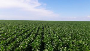 Área de soja deve crescer 2 mi de hectares no Matopiba em 10 anos