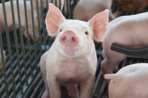 Exportações de carne suína do Brasil estão no maior patamar dos últimos seis meses