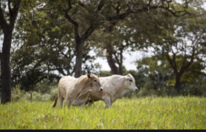 BOI/MT: Liga do Araguaia mostra resultados de pecuária sustentável que mitiga carbono e eleva produção