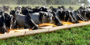 Vamos falar de nutrição na pecuária de corte?