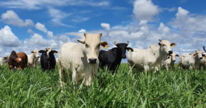 Carne Baixo Carbono: Protocolo inédito permite aumentar lotação no pasto com sustentabilidade