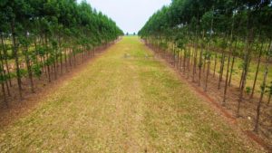 CNA defende regras claras para o mercado de créditos de carbono