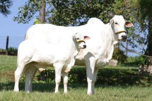 Animais jovens puxam os negócios no mercado de reposição
