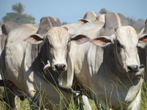 Pecuaristas vencem batalha pelo preço do boi gordo; arroba continua subindo nas praças brasileiras