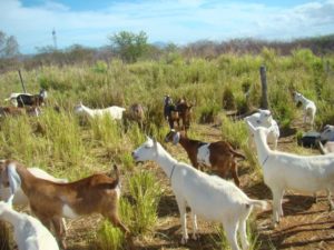 Mapa e OIE tratam dos avanços do Brasil na saúde animal