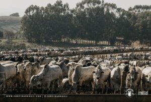 Confina Brasil identifica cuidado especial com a alimentação de bovinos na seca e ‘sequestro’ de bezerros em propriedades do Mato Grosso