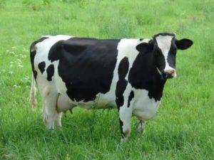 Uso de enzimas exógenas se firma cada vez mais como solução importante para nutrição de vacas leiteiras