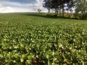 Zoneamento agrícola do milho 2ª safra e consórcio com braquiária para 2022/2023 são publicados