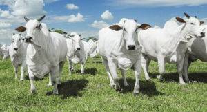 Desempenho produtivo e viabilidade econômica da suplementação de bovinos de corte a pasto