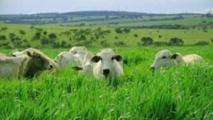 Como atingir maior desempenho animal em pastagens por meio do uso e manejo adequado de forrageiras híbridas