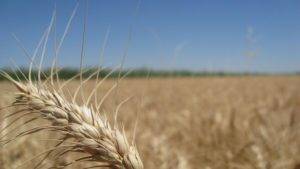 3 benefícios dos cereais de inverno para o produtor rural