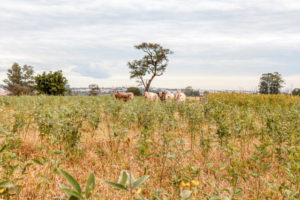 Feijão guandu consorciado em pastagem reduz emissão de metano em até 70%