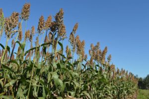 Dispara a produção de sorgo no Brasil