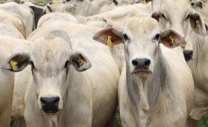 Boi: preços da carne voltam a subir