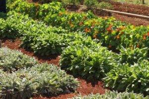Comissão de Agricultura aprova R$ 2 bilhões em emendas ao Orçamento