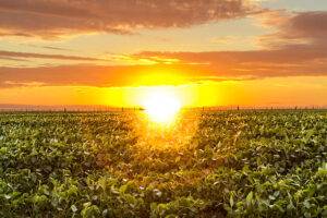 Soja inicia 5ª feira com ganhos na CBOT ainda de olho na demanda e clima na América do Sul