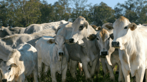 EUA produz 12 milhões de toneladas de carne bovina com apenas metade do rebanho brasileiro