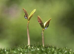 Cuidado na fase da germinação é importante na formação da pastagem