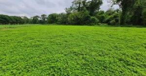 Embrapa: nova cultivar de amendoim forrageiro apresenta alto teor de proteína