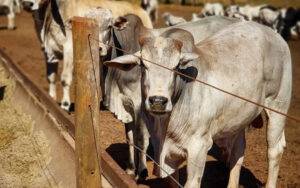 SP e GO registram redução dos custos de produção de bovinos confinados