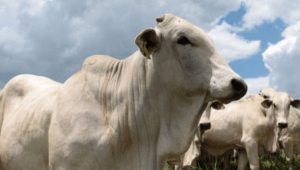 Animais são parte da solução para problemas ambientais e nutricionais?