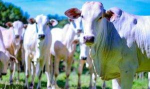 Melhorar o balanço de carbono e regulamentação ambiental na pecuária podem trazer ganhos
