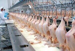 Mais barato que outras proteínas, frango ganha competitividade