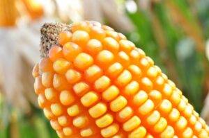 Embrapa e Helix apresentam primeiro milho transgênico 100% brasileiro