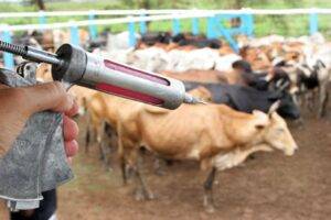 Prazo final para vacinação contra aftosa e raiva é prorrogado em Goiás