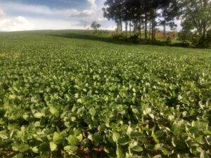 Valor da Produção Agropecuária de 2022 está estimado em R$ 1,185 trilhão