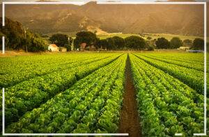 Índice de Confiança do Agronegócio registra 116,3 pontos e alcança melhor resultado trimestral desde o começo do ano