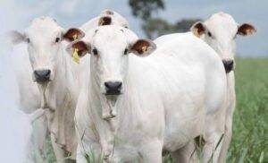 Escassez de boiadas gordas eleva o preço da arroba nas praças paulistas