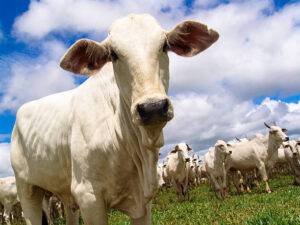 Boas vendas de carne bovina aquecem o mercado brasileiro do boi gordo