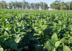 Giro Técnico da Soja divulga boas práticas de cultivo a mais de mil produtores no Paraná