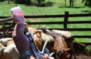 Vacinação contra febre aftosa segue até 30 de dezembro em Minas Gerais