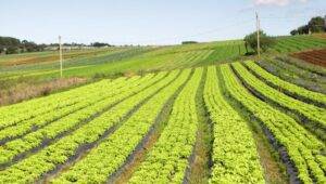 Projeto prevê a inclusão de itens da agricultura familiar em cesta básica
