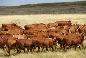 Seca no Rio Grande do Sul impõe desafios na manutenção da alimentação animal