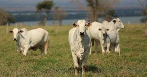 Pecuaristas superam ano desafiador de mercado em baixa e preços instáveis