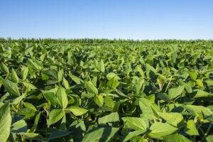 Previsão meteorológica para áreas agrícolas na primeira quinzena do ano