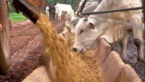 Produção de ração animal cresce no Brasil
