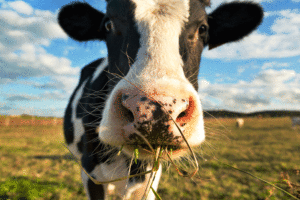 Estudo mostra benefícios da inclusão da silagem de amora na dieta de vacas leiteiras