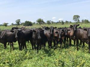 A calagem dobra o número de cabeças por hectare