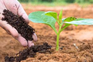 Plano de Fertilizantes quer reduzir dependência externa