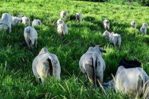 Novo sistema de integração lavoura-pecuária intensifica produção animal