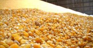 Cenário otimista eleva oferta de milho brasileiro a nível recorde