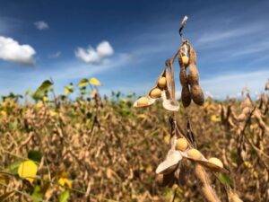 Soja: Demanda da China deve ser forte, mas atraso da colheita no Brasil traz sinais de alerta ao produtor