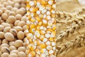 Commodities: Soja e trigo caem em Chicago; milho sobe