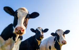 Descanso das vacas: tempo e qualidade são cruciais