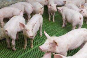As exportações de carne suína do Brasil registraram um aumento de 13,7% em maio.