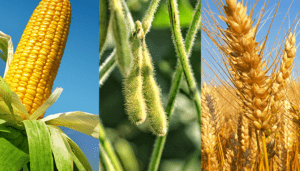 El Niño impacta ações do agro: VEJA QUAIS
